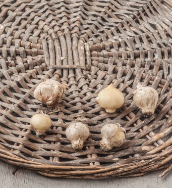 Allium nigrum ampulleri ve bahçe işareti dikmeden önce hasır çemberin üzerinde