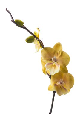 Beyaz arka planda güzel sarı falaenopsis orkideleri..