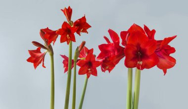 Çiçek açan küçük çiçekli Multiflora Hippeastrum (amaryllis) 