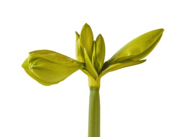Bud hippeastrum (amarillis) sarı Galaksi Grubu 