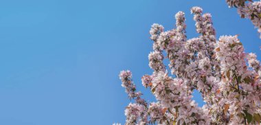 Güneşli bir günde arka planda mavi gökyüzünde sakura dalının yeşermesi. Hanami konsepti, sakura ve kiraz çiçeklerine hayran olmak. Metin için yer