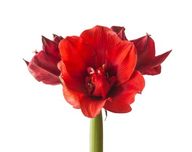 Beyaz arka planda koyu kırmızı Hippeastrum (amarillis) 