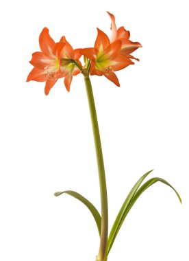 Beyaz arkaplan üzerindeki Bloom orange and white Amaryllis (Hippeastrum) Colibri Group 