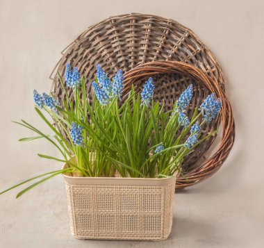 Çiçek açan mavi Muscari (üzüm sümbülü) 