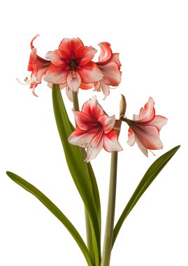 Beyaz arkaplandaki Bloom kırmızı ve beyaz Amaryllis (Hippeastrum) Galaksi Grubu 