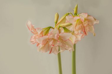 Amaryllis 'in Çiçeği (Hippeastrum) Galaksi Grubu 