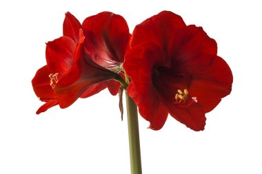 Beyaz zemin üzerinde çiçek açan koyu kırmızı hippistrum (amaryllis) 