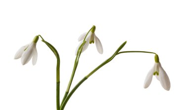 İzole edilmiş beyaz arkaplanda üç kardamlası (galanthus) açar.