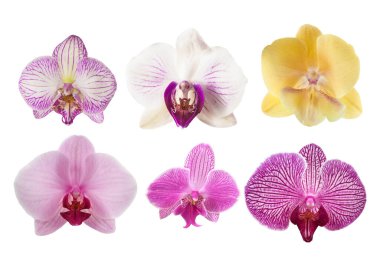 Beyaz arkaplanda izole edilmiş 6 çeşit falaenopsis orkidesi var.