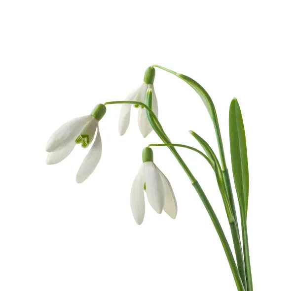 Tres Flores Gota Nieve Galanthus Aisladas Sobre Fondo Blanco — Foto de Stock