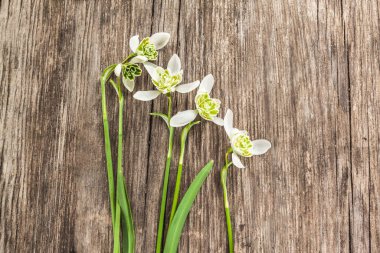 Ahşap zeminde çift kar damlası. Galanthus (kar tanesi) Flore Pleno (sağda) ve Hippolyta (solda) karşılaştırması. Düz yatıyordu