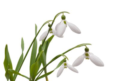 Mart ayında çiçek açan kar damlası (Galanthus elwesii) beyaz arka planda izole edildi.