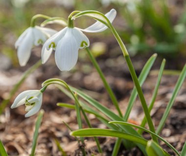 Mart 'ta bir bahçede çift kar damlası (Galanthus nivalis) Flore Pleno çiçekleri.