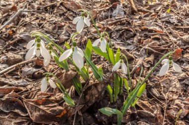 Mart 'ta bir bahçede çiçek açan kar damlası (Galanthus elwesii).