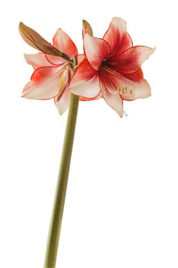 Beyaz arkaplandaki Bloom kırmızı ve beyaz Amaryllis (Hippeastrum) Galaksi Grubu 