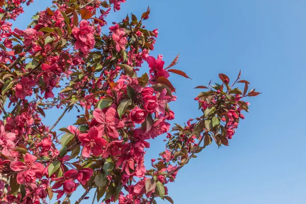 Sakura Floreciente Sobre Fondo Cielo Azul Día Soleado — Foto de Stock