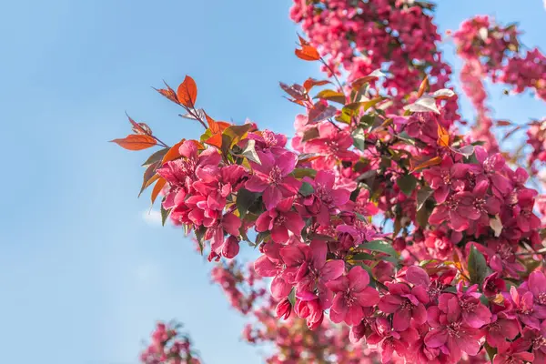 Virágzó Sakura Háttér Kék Egy Napsütéses Napon — Stock Fotó