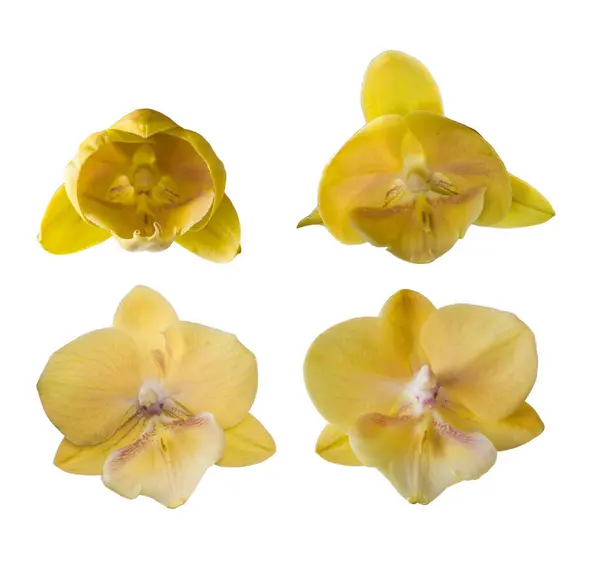 Flores Hermosas Orquídeas Phalaenopsis Amarillas Sobre Fondo Blanco Aislado — Foto de Stock