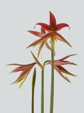 Blooming Hippeastrum (amaryllis) La Paz, Cybister, Gri zemin üzerindeki Örümcek Grubu izole edildi