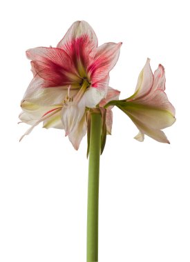 Beyaz arka planda Bloom red ve Lime Amaryllis (Hippeastrum) Galaxy Grubu 