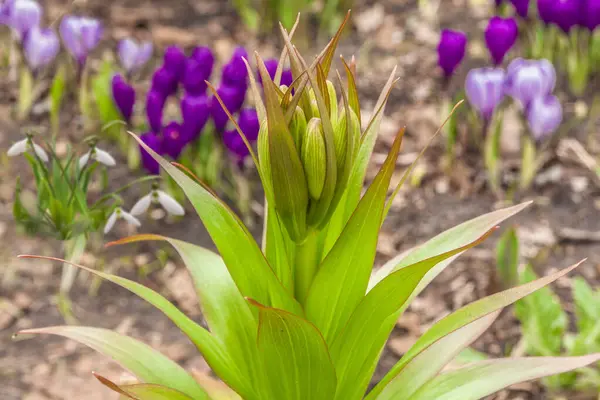 Spring Flowerbed Bud Fritillaria Imperialis Background Tulips Crocuses Spring Time — Stock Photo, Image