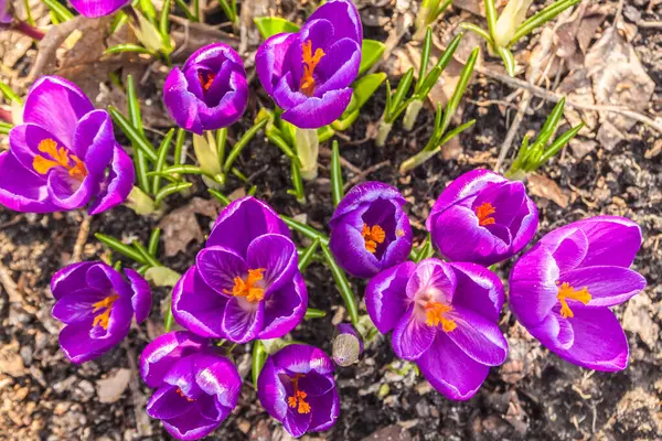 Flower Record Violet Crocuses Blooming Top View Garden March — Stock Photo, Image
