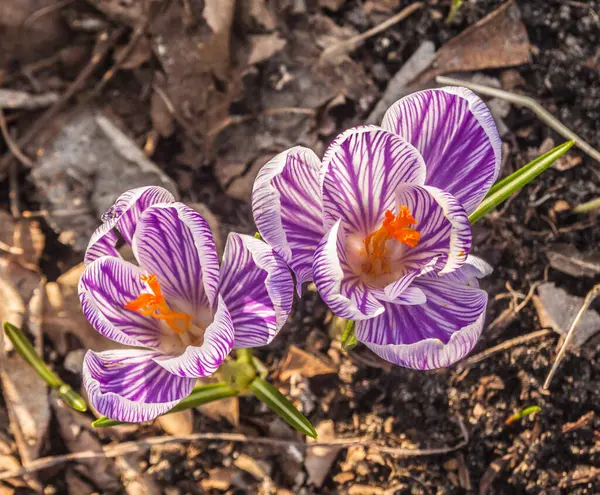 Pickwick Striped Crocuses Blooming Top View Garden March — Stock Photo, Image