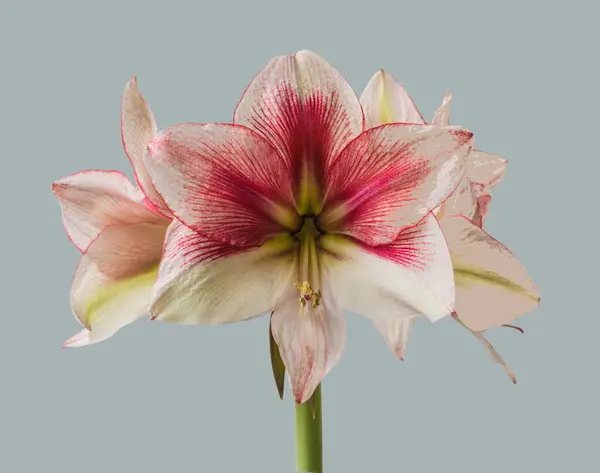 Bloom Red Lime Amaryllis Hippeastrum Galaxy Group Grandise Fantasy Gray — Stock Photo, Image