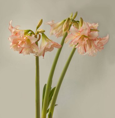 Amaryllis 'in Çiçeği (Hippeastrum) Galaksi Grubu 