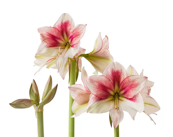 Bloom Red Lime Amaryllis Hippeastrum Galaxy Group Grandise Fantasy White — Stock Photo, Image