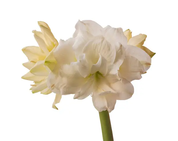Bud Virágzó Virágok Fehér Kettős Hippeastrum Amaryllis Marquis Fehér Alapon — Stock Fotó