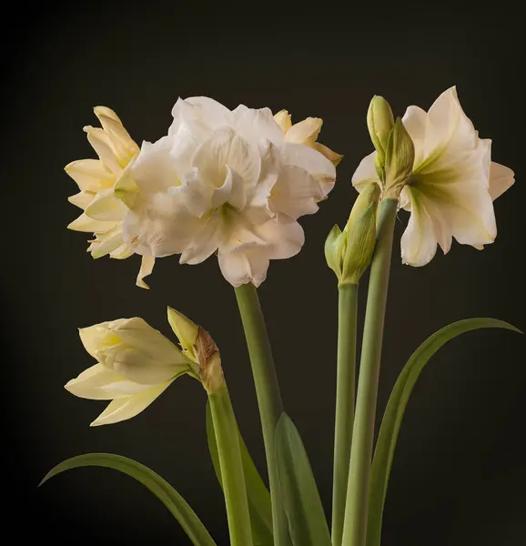 Květinové Bílé Dvojité Hippeastrum Amaryllis Markýz Černém Pozadí Pozadí Pro — Stock fotografie