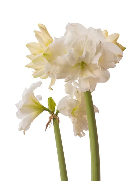Bud Blooming Flowers White Double Hippeastrum Amaryllis Marquis White Background — Stock Photo, Image