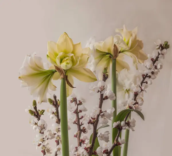 Bloom White Double Hippeastrum Amaryllis Marquis Apricot Branches Gray Background — Stock Photo, Image