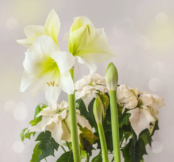 Winter Composition White Small Flowered Hippeastrum Amaryllis Smallflowering White Poinsettia — Stock Photo, Image