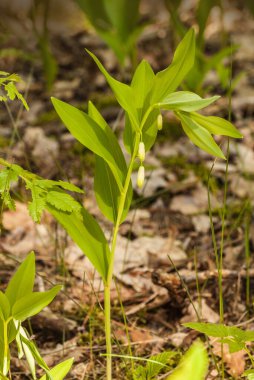 Blooming Solomon`s seal Polygonatum odoratum in the forest on a sunny day clipart