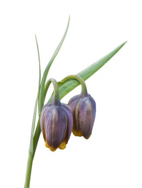 Beyaz arkaplanda bir tilki üzümlü fritiller çiçeğinin (Fritillaria uva-vulpis veya Fritillaria assyriaca) çiçeğinin yakın çekimi