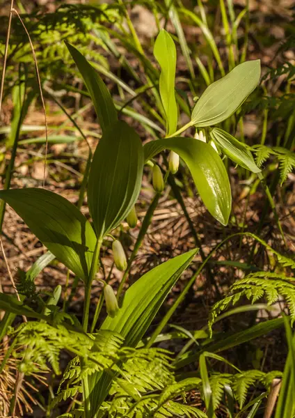 Ανθισμένη Φώκια Του Σολομώντα Polygonatum Odoratum Στο Δάσος Μια Ηλιόλουστη — Φωτογραφία Αρχείου