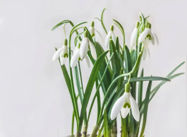 Snowdrop Galanthus Nivalis Λουλούδια Απομονωμένα Γκρι Φόντο Ιστορικό Ημερολογίου Καρτ — Φωτογραφία Αρχείου