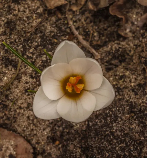Fehér Crocus Ard Schenk Virágzik Kertben Kora Tavasszal Áprilisban — Stock Fotó