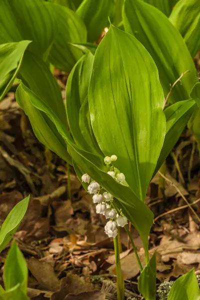 Blooming Lilies Valley Convallaria Majalis Muguet Glade Forest Spring — Stock Photo, Image