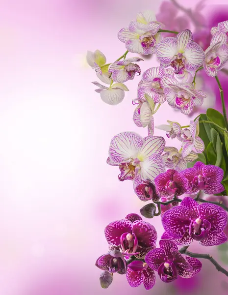 Fondo Rosa Con Orquídeas Florecientes Fondo Para Postales Pancartas Calendarios — Foto de Stock