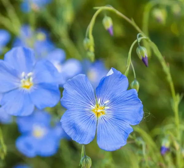 Květinové Lůžko Modrým Dekorativním Povlečením Linum Perenne — Stock fotografie