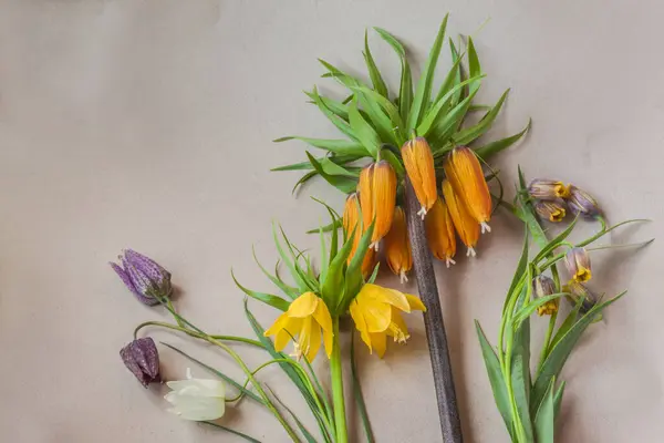 Különböző Fajtájú Virágzó Fritillária Egy Szürke Asztalon Lapos Fekvés Háttér — Stock Fotó
