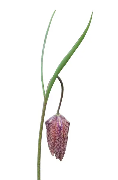 Virágzó Fritillaria Meleagris Vagy Kockás Liliom Fehér Háttér Elszigetelt — Stock Fotó