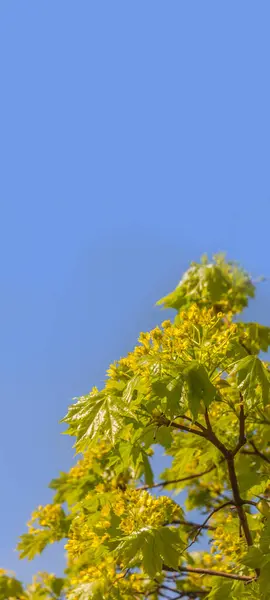 Ramo Bordo Ramo Bordo Com Florescimento Novas Folhas Primavera Contra — Fotografia de Stock