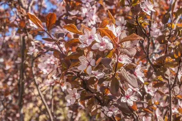 Весенние Цветущие Ветви Декоративных Деревьев — стоковое фото