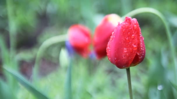 郁金香在雨中的花园 图库视频片段