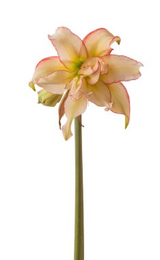 Amaryllis Çiçeği (Hippeastrum) Çift Galaksi Grubu 