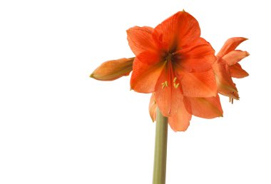 Bud Amaryllis (Hippeastrum) Galaksi Grubu 
